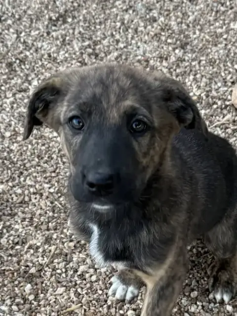 Nala