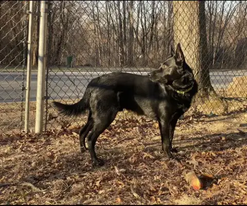Maverick photo 2