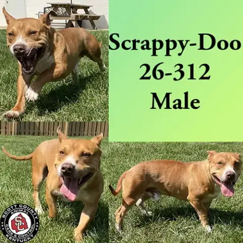 Scrappy-Doo