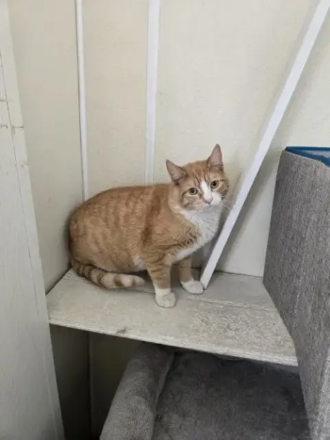 Biscuit