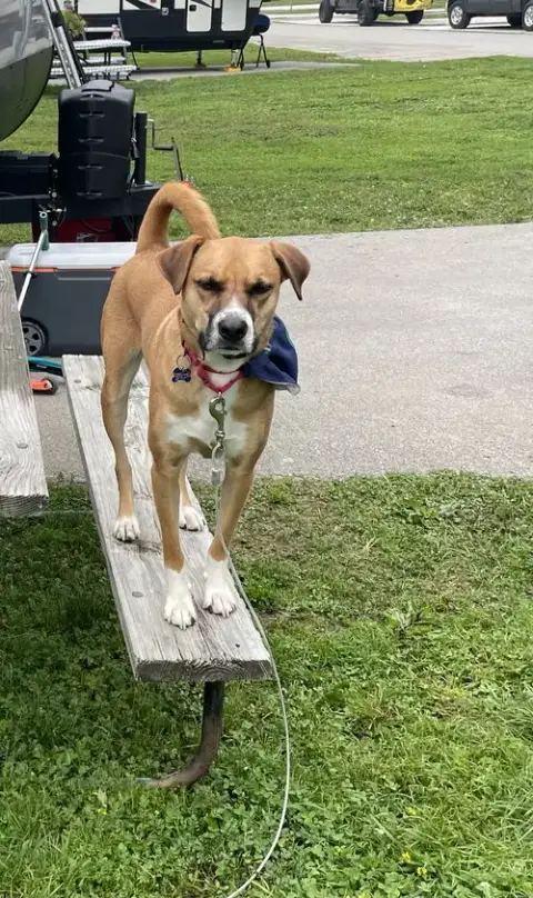 Luca