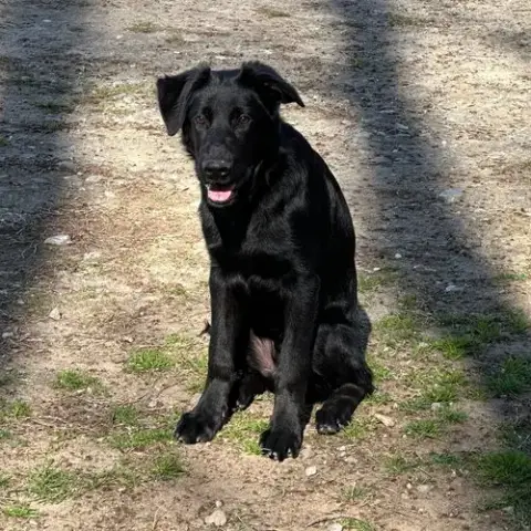Ruger photo 2