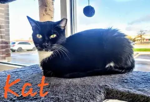 Kat