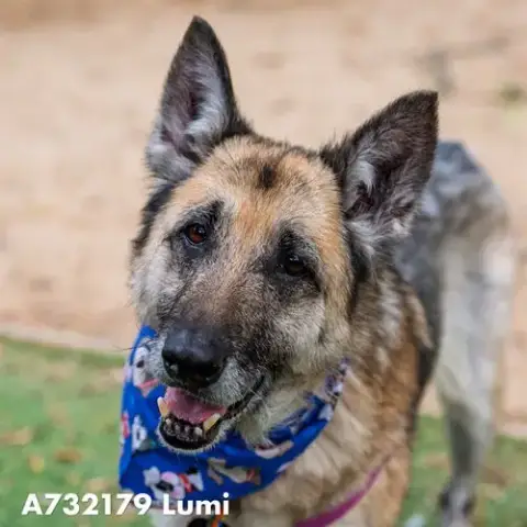 Lumi