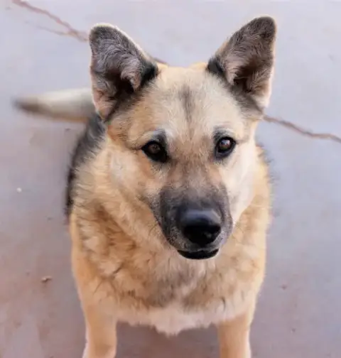 Sadie photo 3