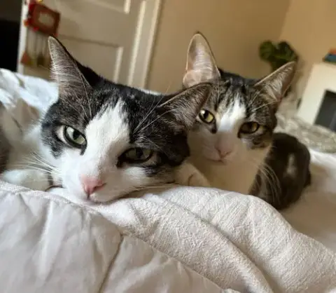 Oberon / Tybalt