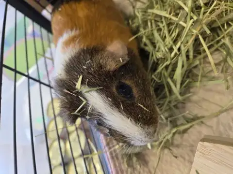 Cappy photo 2