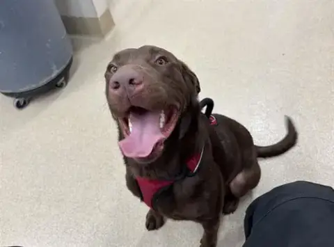 Benji