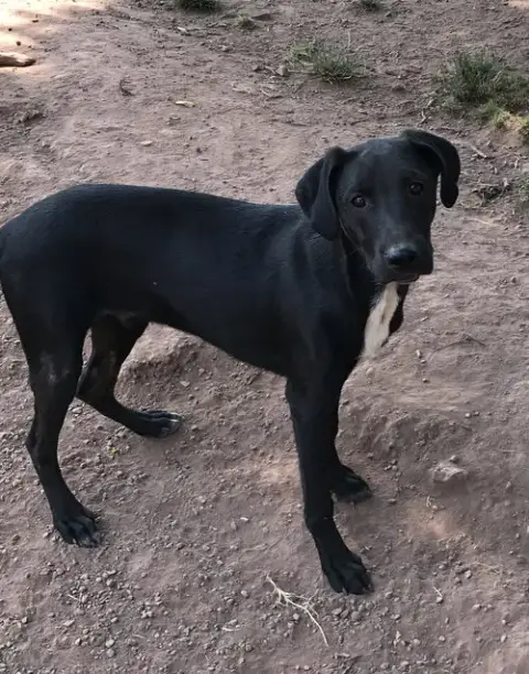 Mason