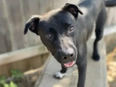 Millie