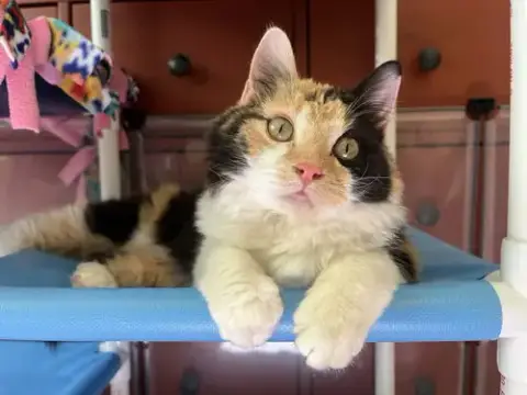 Missy Meow Meow