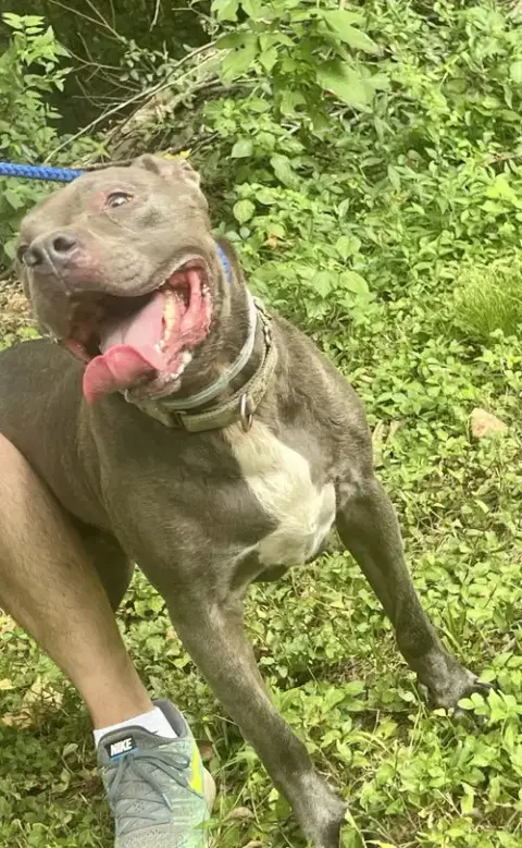 Kingston Needs Foster Home photo 4