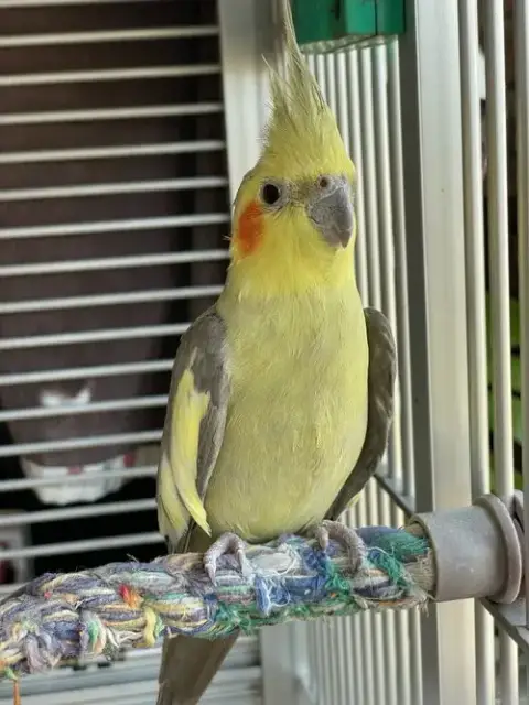 Linus photo 3