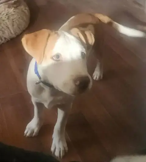Alfie Lh