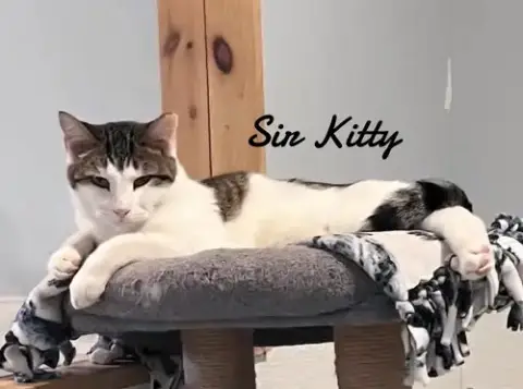 Sir Kitty