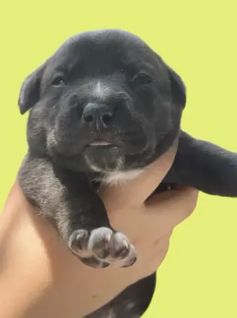 Momma Iris' Litter: Sweet Potato