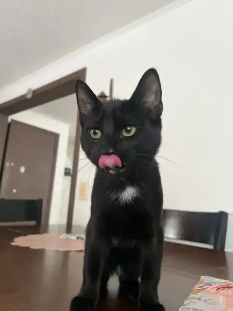 Blacky photo 2