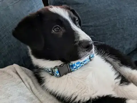 Pawpeye photo 3