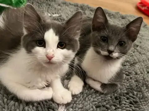 Poppy & Stella photo 2