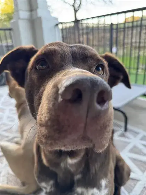 Rocko