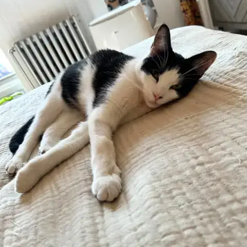 Lil' Sir photo 3