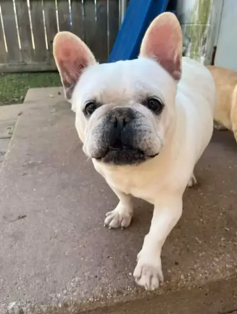 Gibbs In La