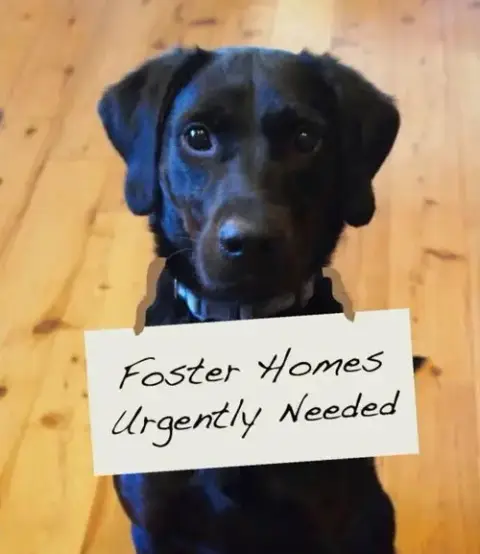 Fosters Needed