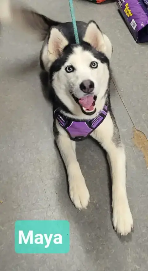 Maya photo 2