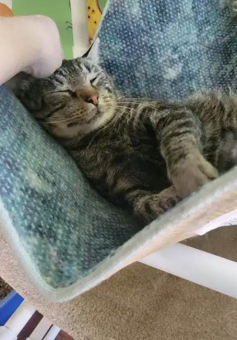 Kitkat photo 2