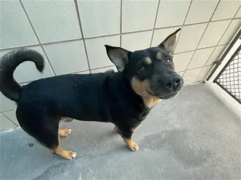 Blackie