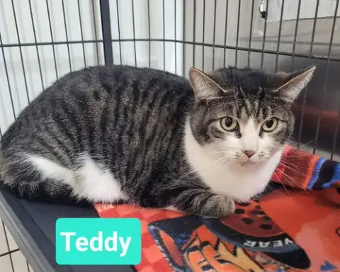 Teddy photo 2