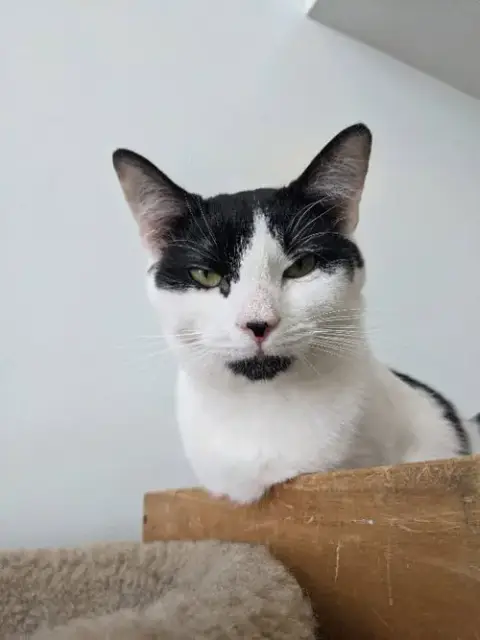 Mr. Moo Kitty photo 5