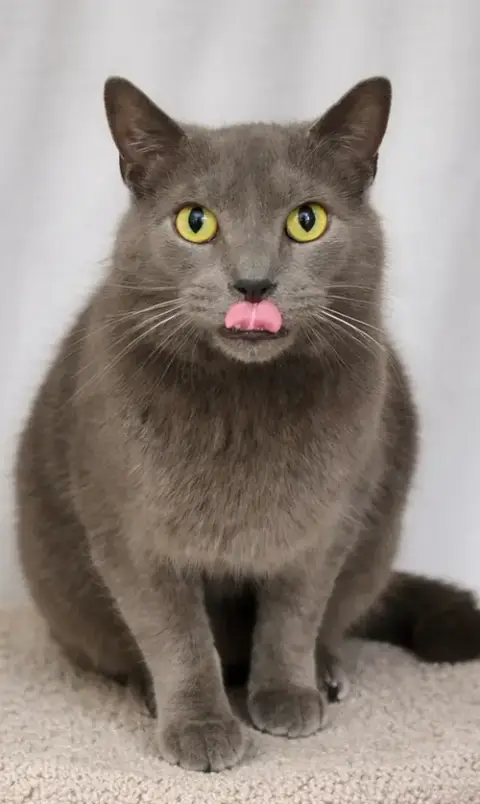 Thumbtack @ Medina Petsmart photo 2