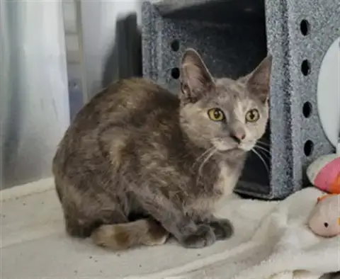 Kitty Purry