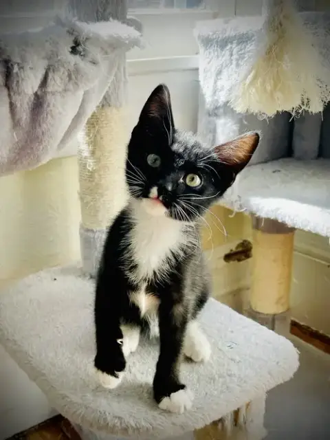 Dot