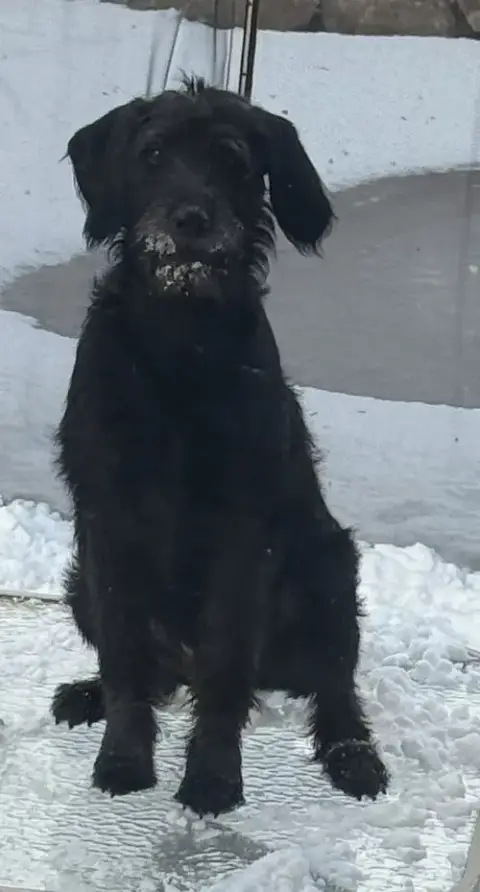Winston