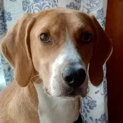 Henry