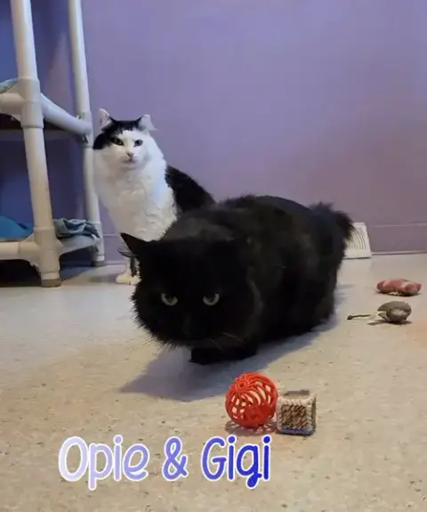 Opie photo 2