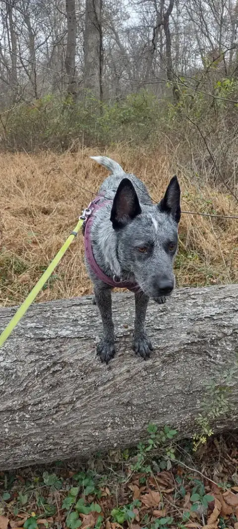Scout photo 3