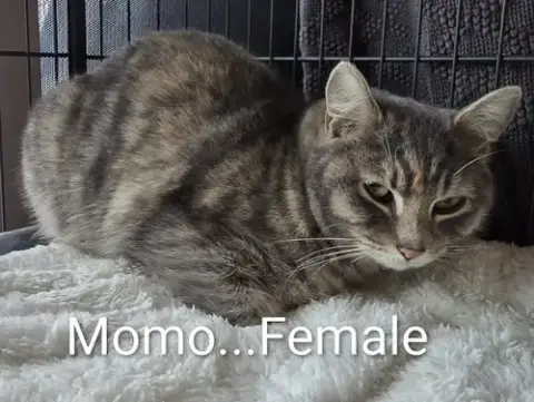 Momo photo 2