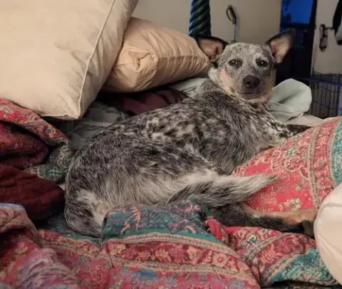 Ella