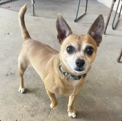 Petey photo 4