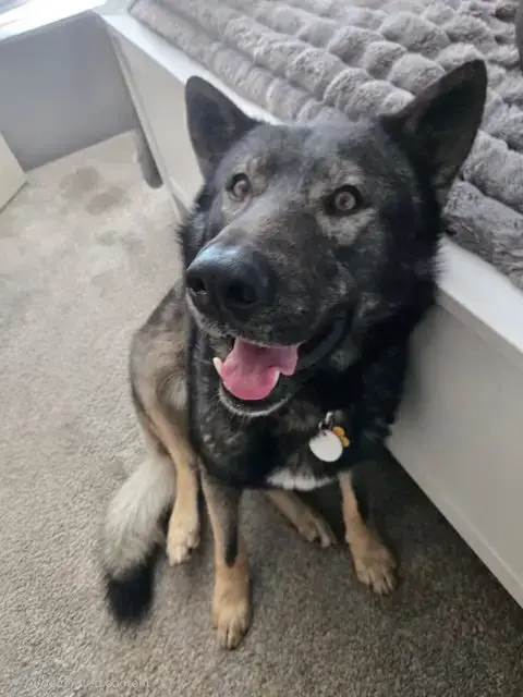 Tyson Aka Wolfie photo 3