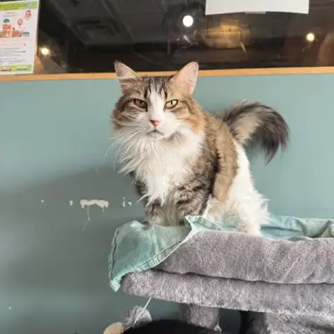 Fluffy