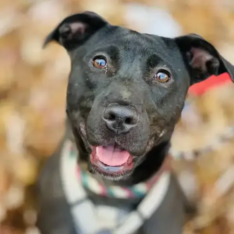 Sooney *Adopt Or Foster*