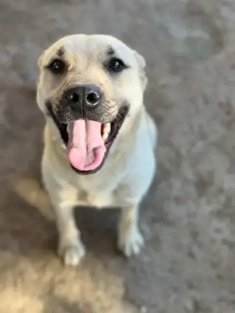 Rexi