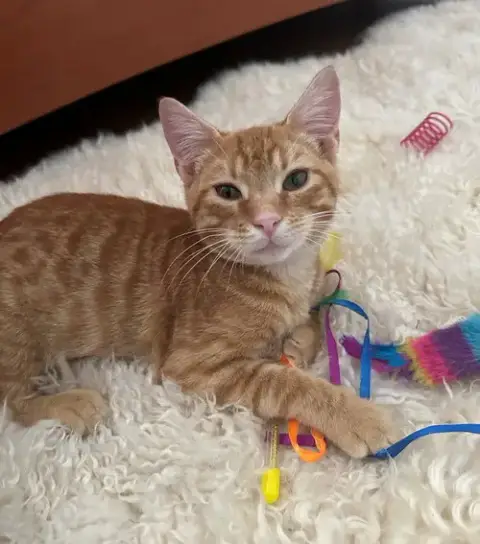 Baby Garfield