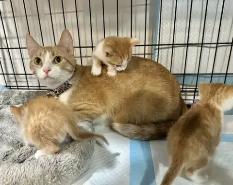 Orange Kitties photo 2