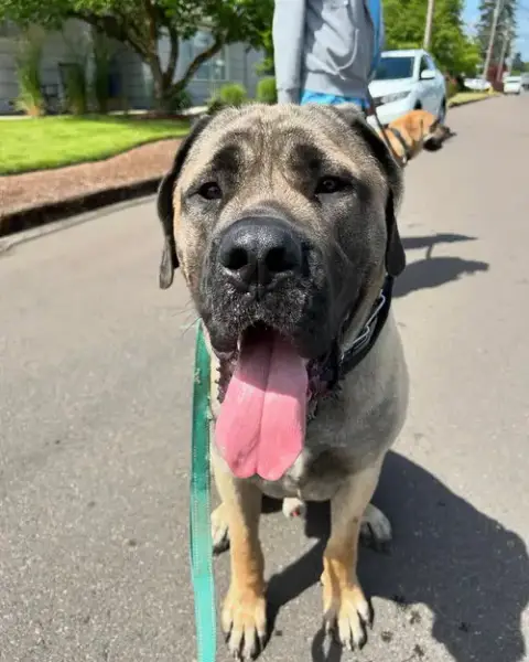 Capone photo 3