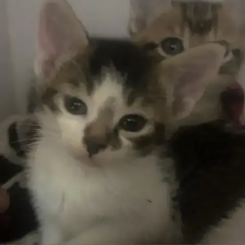 Dutchess